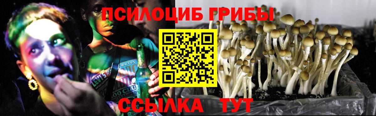 Галлюциногенные грибы Psilocybe Усть-Джегута